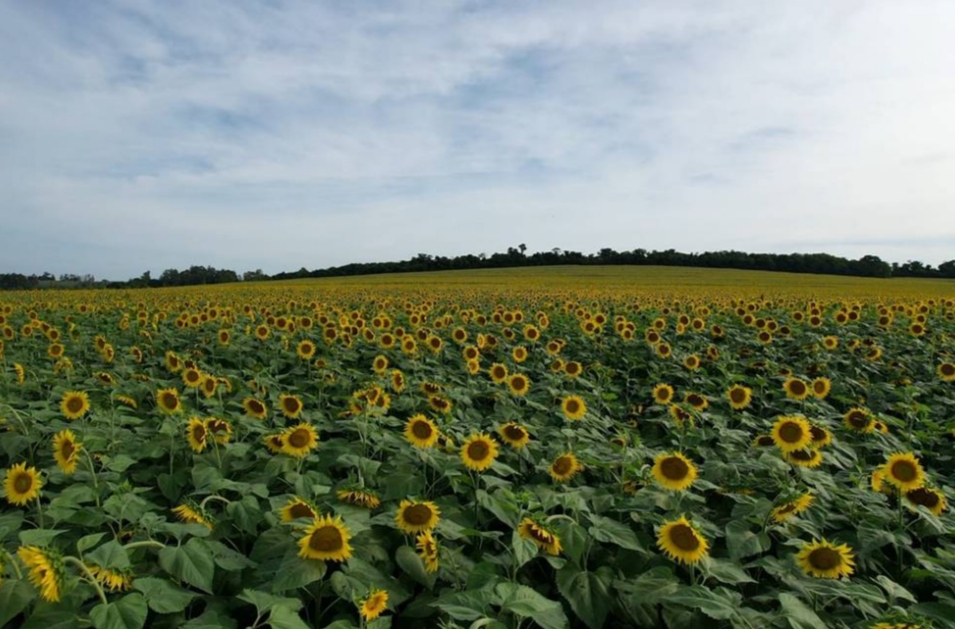 Buscan ampliar superficie de cultivo de girasol en Itapúa – En Línea